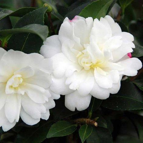 1 PIANTA CAMELIA SASANQUA BIANCA IN VASO 17CM ARBUSTO SEMPREVERDE RESISTENTE AL FREDDO (1/2)