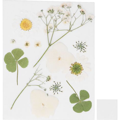 Dried Pressed Flowers DIY Handcraft Flower Bookmark Natural Flowers Phone Cases Pressed Flowers Dry Flower Plant Specimens (1/5)