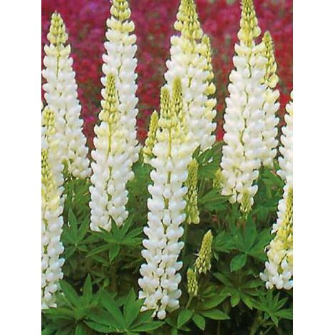 Lupin 'Noble Maiden' le sachet de 60 graines (1,5g) (1/2)