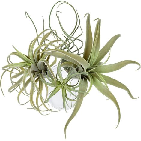 Paquete de 4 plantas de aire artificiales con forma de piña, flores artificiales, tillandsia y bromelia, decoración para el hogar y el jardín.
