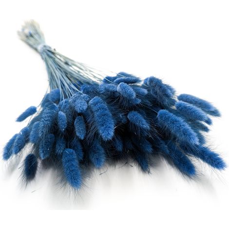 Getrocknete Lagurus - Blaue Lagurus