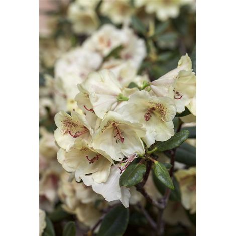 Rhododendron-Hybride 'Viscy' Rhododendron Hybr.'Viscy' C 5 30- 40 (1/5)