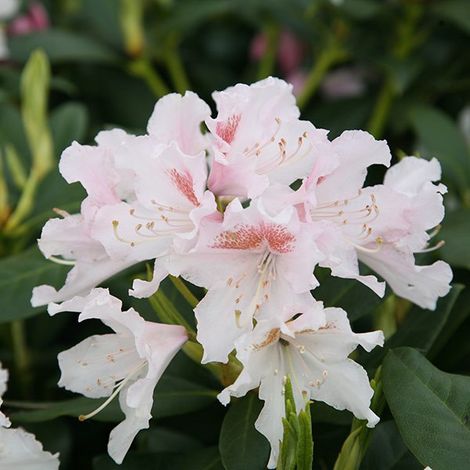Rhododendron 'Cunningham blanc' 'Cunningham White' - 60-80 cm pot