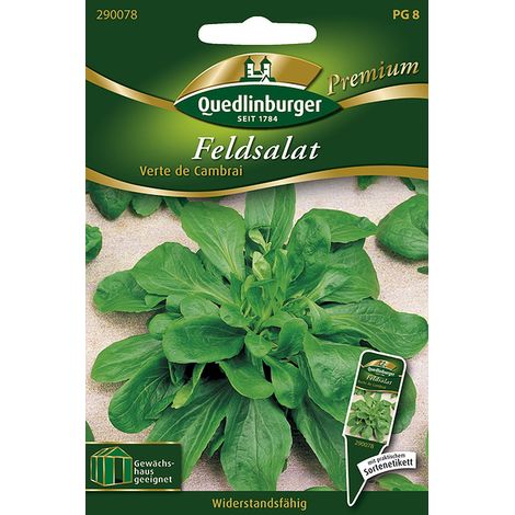 Quedlinburger Feldsalat Verte de Cambrai - Premium Gemüsesamen
