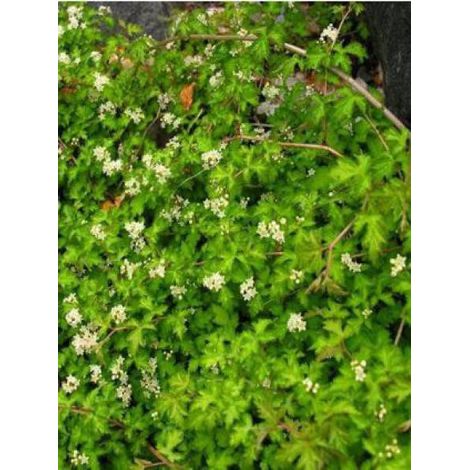 Stephanandra incisa 'Crispa' Godet de 8/9 cm (1/3)
