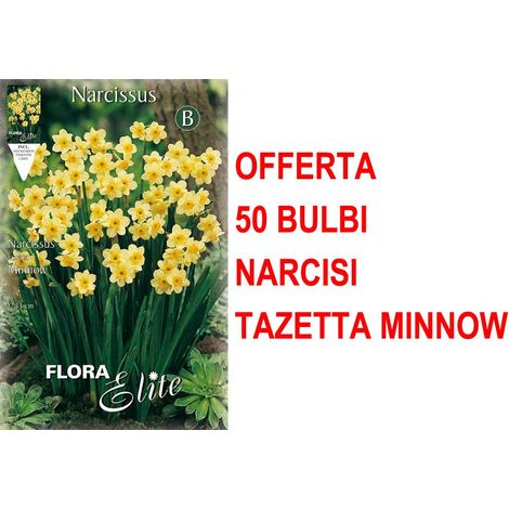 OFFERTA 50 BULBI NARCISO TAZETTA MINNOW BULBS BULBES