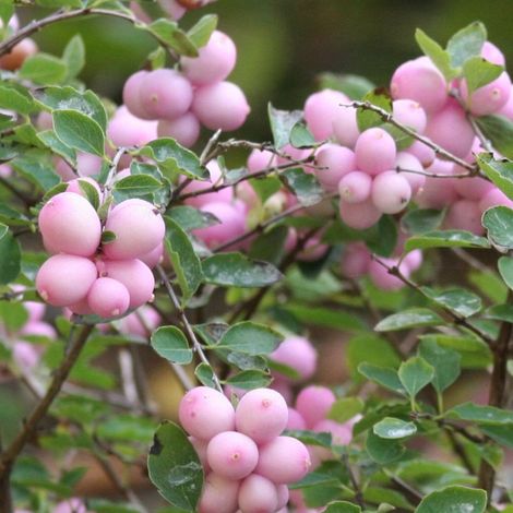 SYMPHORICARPOS ALBERO DELLE PERLE MAGICAL SWEET VASO DA 17CM