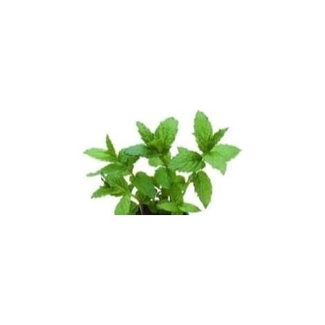 JustSeed - graines fines herbes Menthe poivr e Mentha piperita 100 graines Petit Lot (1/5)