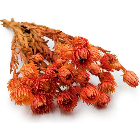 Kapblume – Phaenocoma prolifera – (Kapstrohblume) – Orange (1/5)