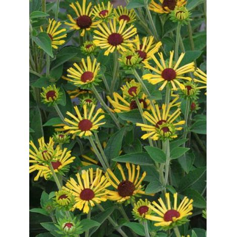 Rudbeckie 'Little Henry' Godet de 8/9 cm