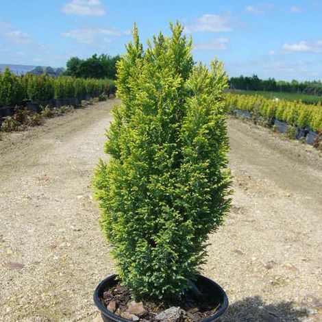 Cyprès de Lawson Ellwood's Gold – Conifère nain doré – Hauteur 1 à 2 mètres – Feuillage persistant et compact – Pot de 4L (1/2)