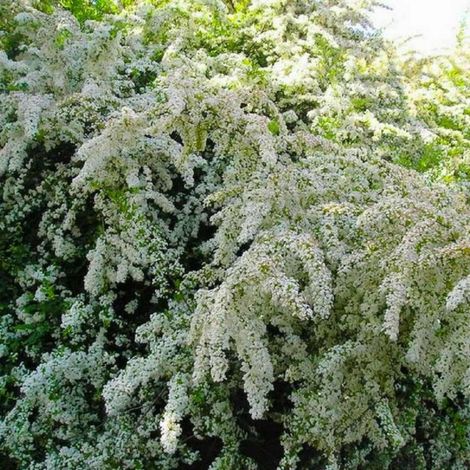 Pépinières Naudet – Buisson ardent 'Soleil d'Or' – Arbuste buissonnant persistant – Hauteur 2-3m – Floraison blanche au printemps – Baies jaunes en automne (1/4)