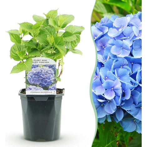 Hortensia Hydrangea macrophylla Bleu Idéal Jardin et Balcon Pot Ø 17 cm Hauteur 30 cm 1 Plante - PANGIVO (1/5)