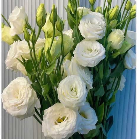 5000 graines de lisianthus blanc - Variété originale, facile à cultiver, idéal pour jardin, balcon et pots décoratifs (1/3)