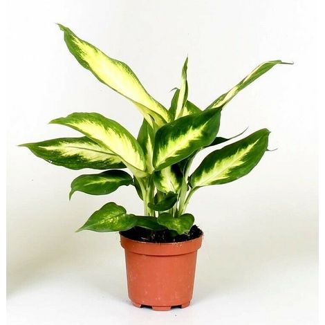 Planta Natural de Dieffenbachia Camila. 15 - 20 Cm