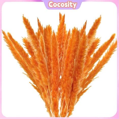 Herbe de Pampas séchée - COCOSITY - Lot 45 tiges - Naturelle beige - Long. 40-45 cm - Déco intérieure (1/5)