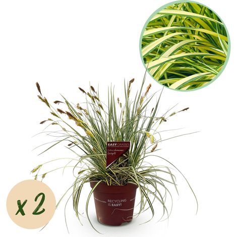 Lot de 2 Graminées Ornementales Carex oshimensis Evergold Persistant Jaune et Vert Pot 17cm 50cm - PANGIVO (1/5)