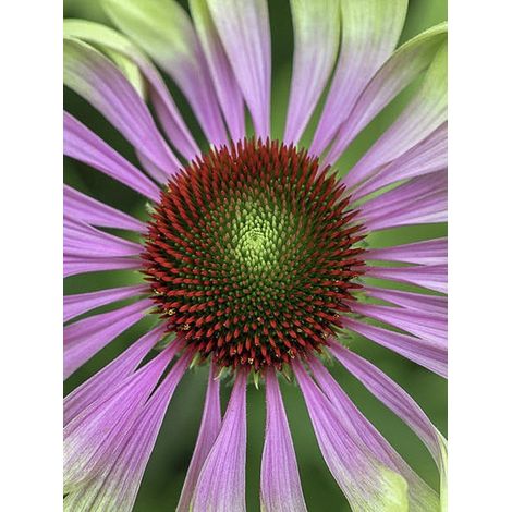 Rudbeckia pourpre 'Green Twister' Godet de 8/9 cm (1/3)