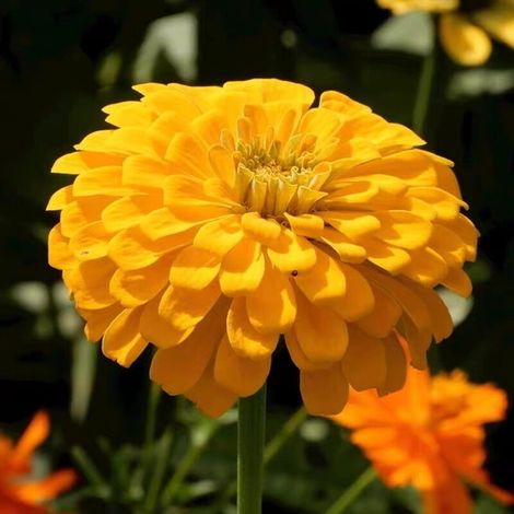 1000 graines de zinnia Zinnias aux couleurs éclatantes, pour les jardins de pollinisation,massifs et plantes en pot Faciles à cultiver, jaune (1/5)