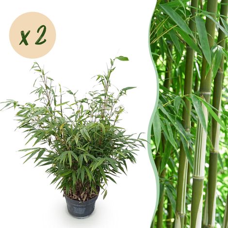 Lot de 2 Bambous Fargesia robusta Pingwu Non Traçants Haie et Brise-vue Verts H80 cm Pot 23 cm - PANGIVO (1/5)
