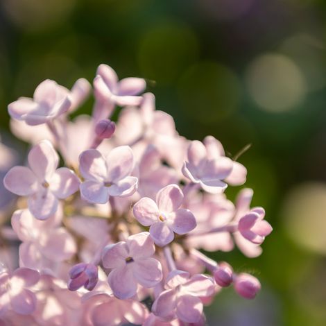 Glycine - Wisteria sinensis Rosea 70cm (1/2)