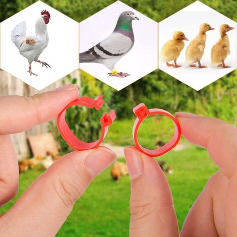 Bague de reconnaissance pour poulet, anneau de patte de 20 mm en plastique coloré.