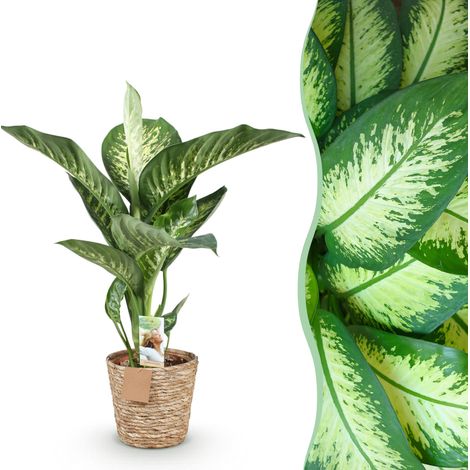 Dieffenbachia Tropic Snow Plante d'Intérieur avec Panier Feuillage Panaché Pot 21cm Hauteur 90-100cm - PANGIVO (1/5)