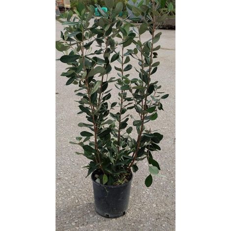 50 Piante di Feijoa V18 H 70/90 cm – Acca Sellowiana – Sempreverde da Siepe