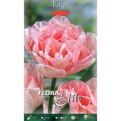 TULIPANO DOUBLE EARLY FOXTROT CONFEZIONE DA 10 BULBI AUTUNNALI BULBS BULBES
