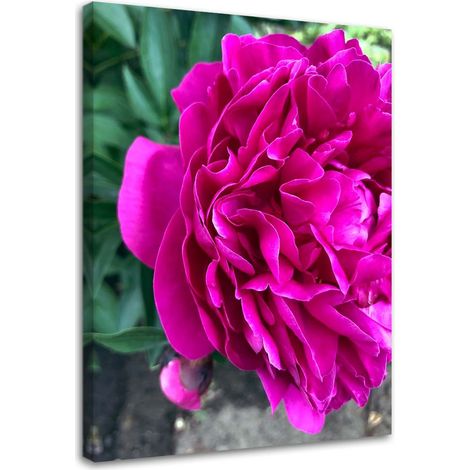 Tableau sur toile Pivoine Fleur rose Nature 40x60 (1/5)