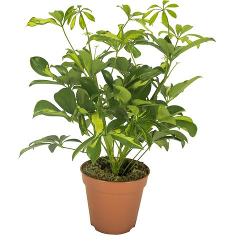 Schefflera Gerda - Plante Verte d'Intérieur Décorative - Pot Ø13 cm - Hauteur 35 cm - PANGIVO