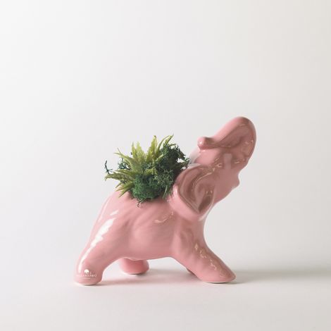 Pianta grassa succulenta in vaso ceramica artigianale Elefante - Rosa