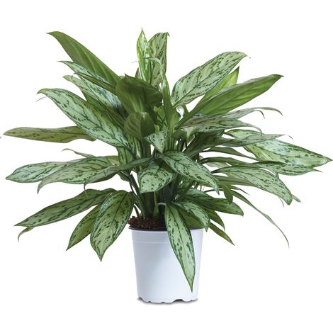 Aglaonema silver bay Floramiata