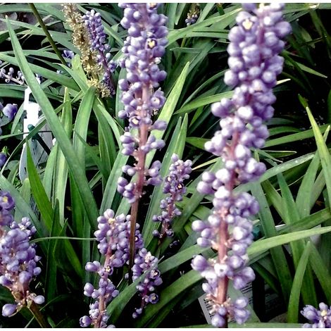 Planta de Liriope Muscari O Serpentina.
