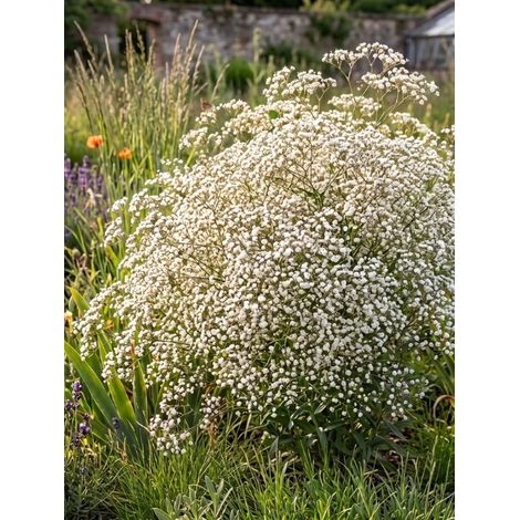 Gypsophile paniculée Godet de 8/9 cm (1/2)