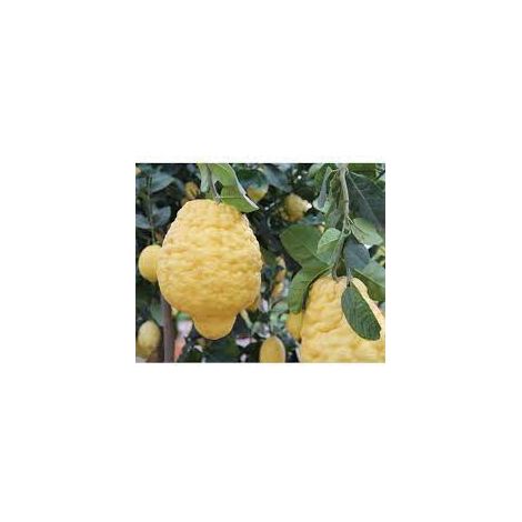 Pianta di Cedro Maxima, Cedro Gigante, Citrus Medica Maxima foto reali h150cm