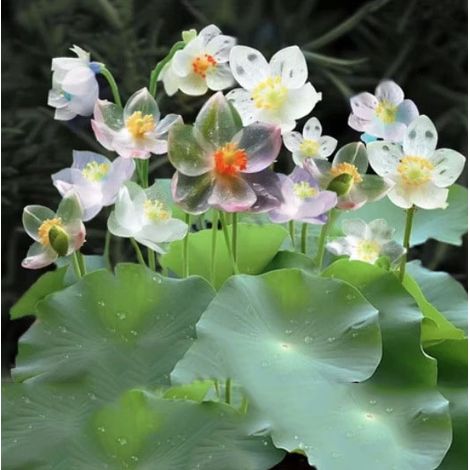 60 Assorted-Color Hydroponic Water Lily and Lotus Seeds—Suitable for Indoor Bonsai, Outdoor Ponds, and Gardens