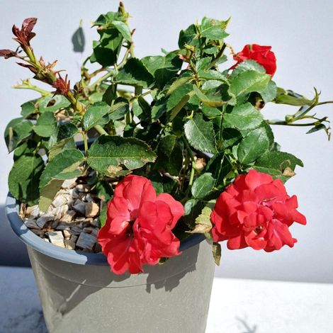 Gardenaria Rosa paesaggistica 'La Sevillana' - Rosa da giardino - Altezza: 25/30 cm (vaso19) (1/5)