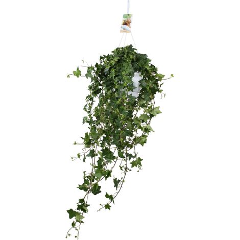 Lierre Hedera Helix Pitsburg - Plante d'Intérieur Retombante XXL - Pot Ø17 cm - 45 cm - PANGIVO (1/5)
