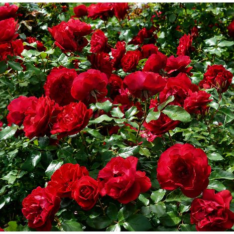 Gardenaria Rosa 'Monnalisa' - Rosa da giardino - Altezza: 40/50 cm (vaso20) (1/2)