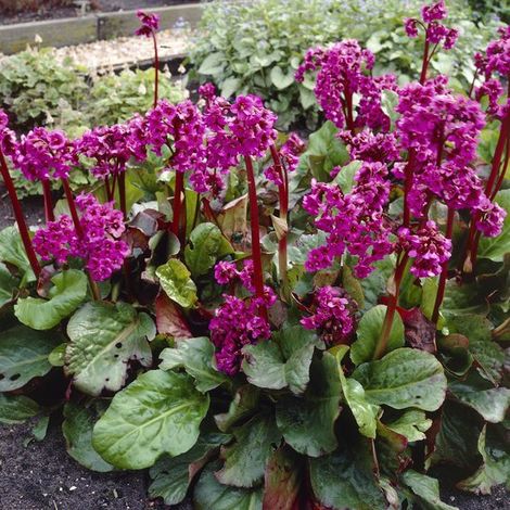 6 x Bergenia cordifolia (plante vivace rustique) en pot de 9 x 9 cm, hauteur 5-10 cm (1/5)