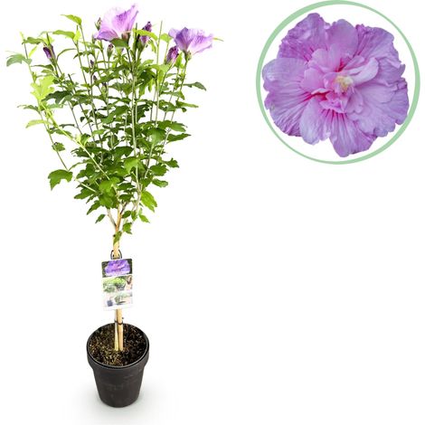 Hibiscus syriacus Lavendor Chiffon - Plante sur Tige Fleurs Violettes - Pot 19cm Hauteur 90cm - PANGIVO (1/4)