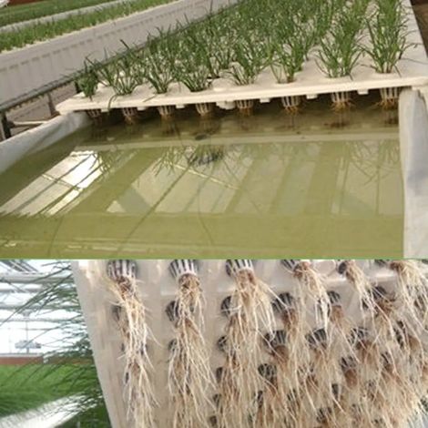 50 Unidades Cesta Hidropnica Jardn Planta Extrieur (1/5)