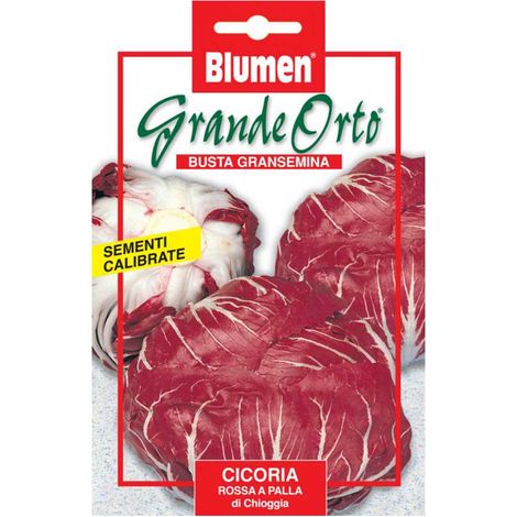 SEMI CICORIA ROSSA A PALLA DI CHIOGGIA BLUMEN