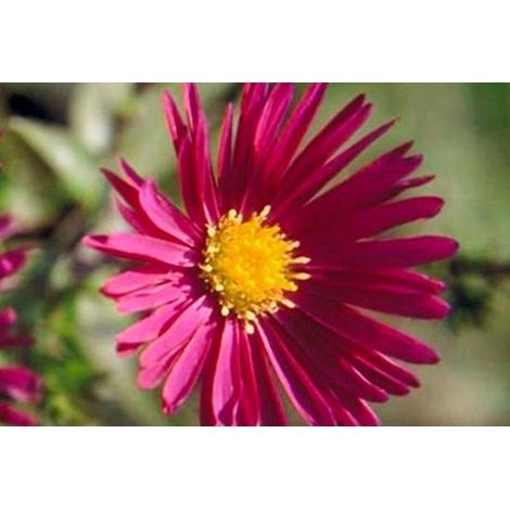 6x Aster - Aster nb 'Crimson Brocade' Pot de 9x9 cm