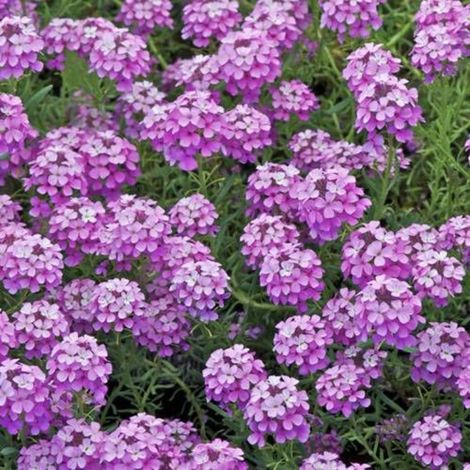 Aethionema armenum Warley Rose/Lot de 5 godets