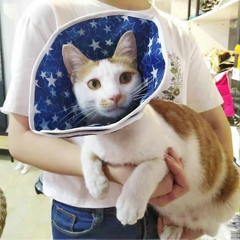 Collier de protection anti-morsure imperméable en nylon à motif étoiles pour chat Elizabet (1/2)