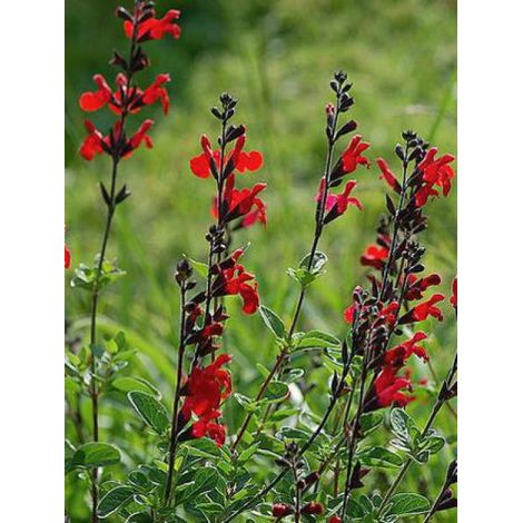 Sauge à petites feuilles 'Royal Bumble' Pot de 2L/3L