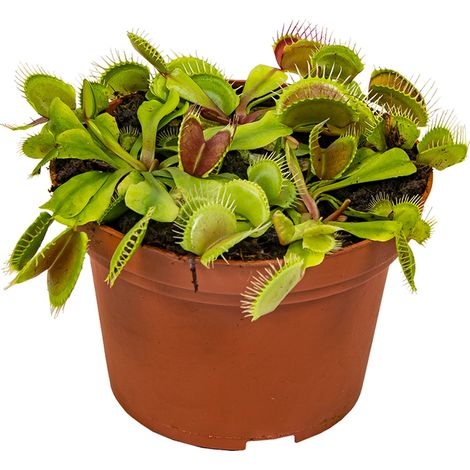 Bloomique - Dionaea Muscipula - Dionée Attrape-Mouche - Plante Carnivore - Plantes d’intérieur - Hauteur 10-15 cm - Pot 12 cm