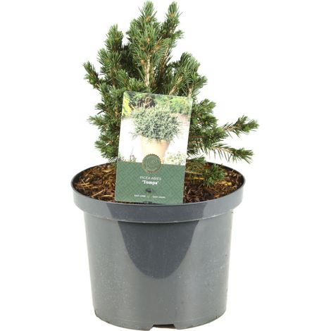 Épicéa commun Tompa - Picea abies Tompa Pot 5L